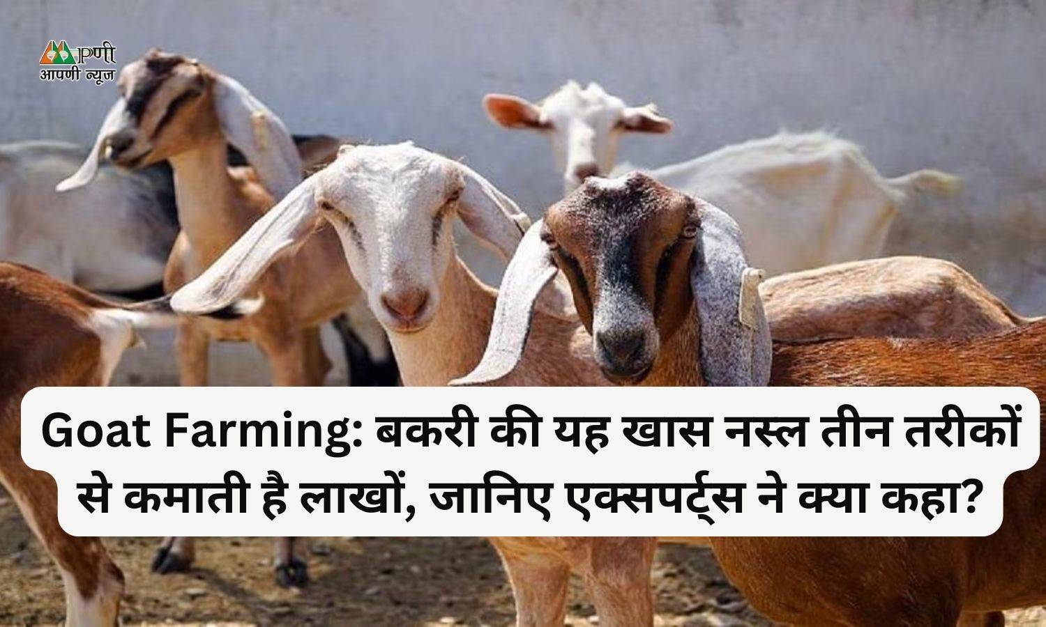 Goat Farming: बकरी की यह खास नस्ल तीन तरीकों से कमाती है लाखों, जानिए एक्सपर्ट्स ने क्या कहा?