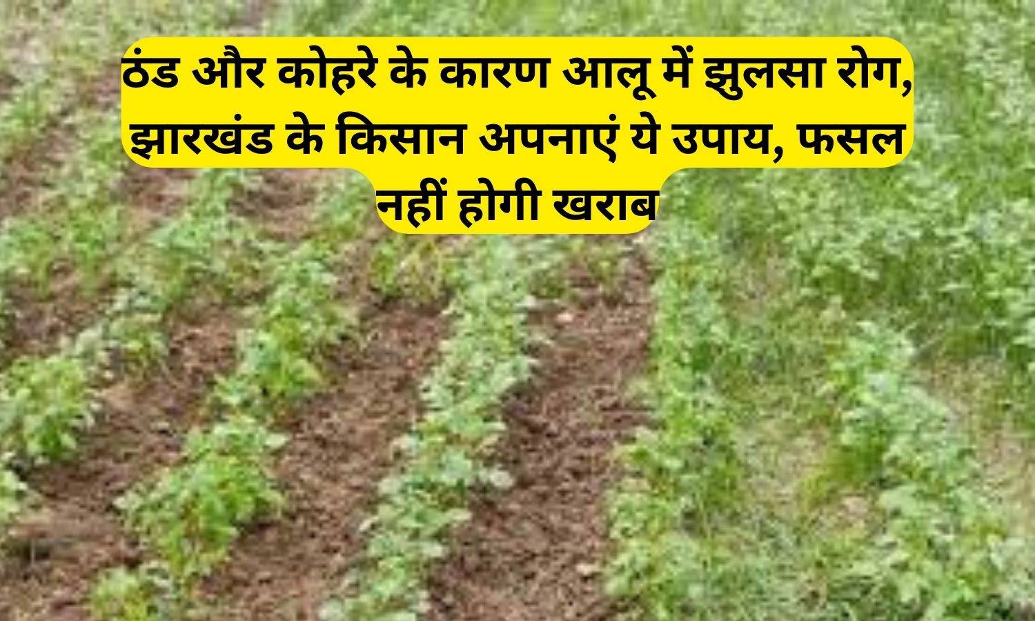 Scald disease in potatoes: ठंड और कोहरे के कारण आलू में झुलसा रोग, झारखंड के किसान अपनाएं ये उपाय, फसल नहीं होगी खराब