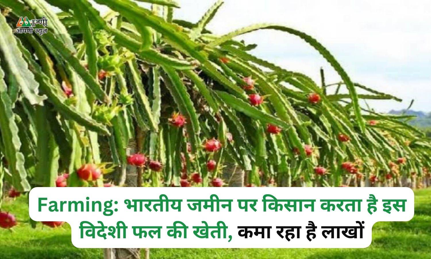 Farming: भारतीय जमीन पर किसान करता है इस विदेशी फल की खेती, कमा रहा है लाखों