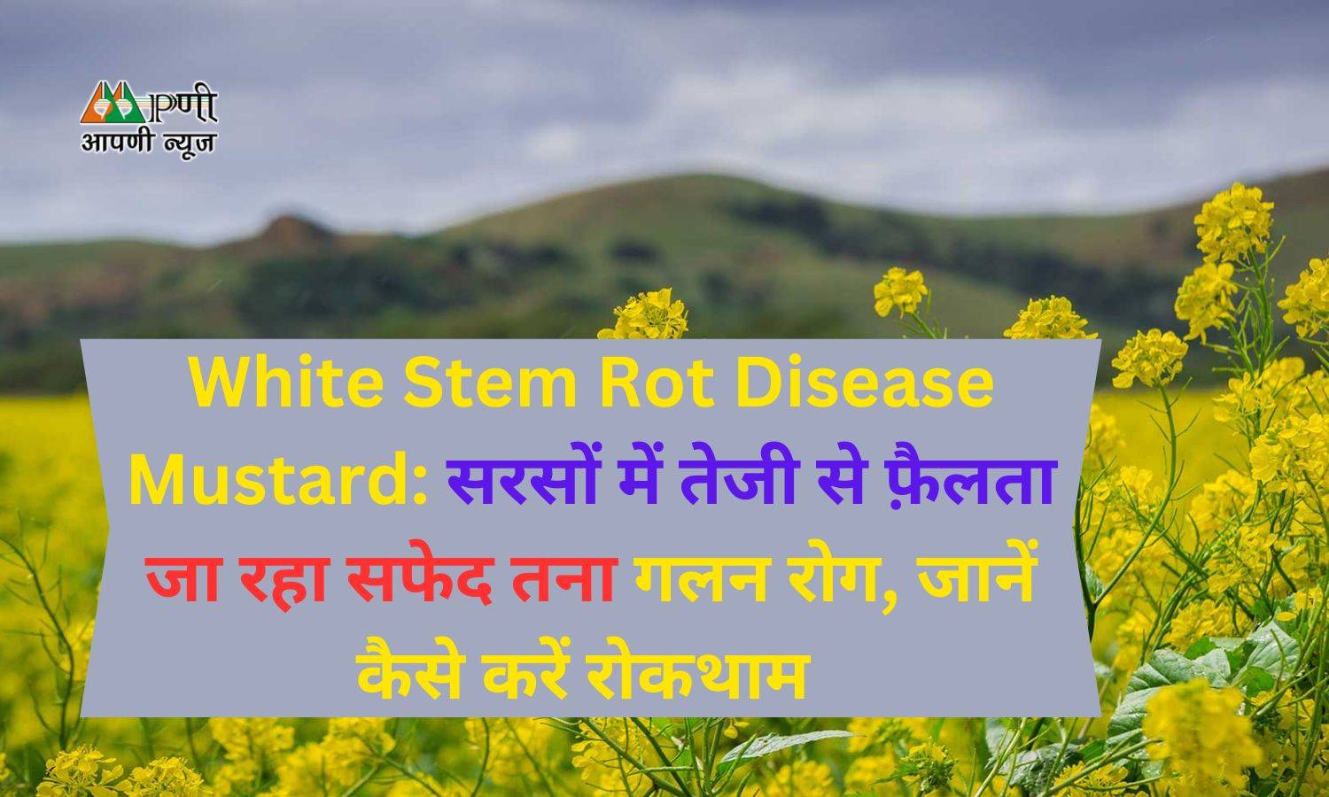 White Stem Rot Disease Mustard: सरसों में तेजी से फ़ैलता जा रहा सफेद तना गलन रोग, जानें कैसे करें रोकथाम