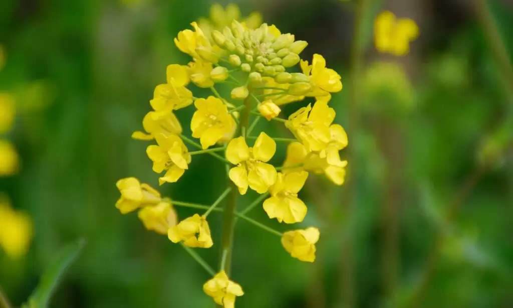 White Stem Rot Disease Mustard: सरसों में तेजी से फ़ैलता जा रहा सफेद तना गलन रोग, जानें कैसे करें रोकथाम