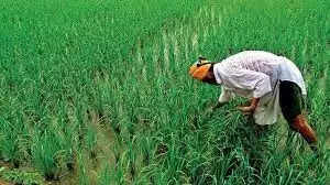 Farming: किसानों के लिए खुशखबरी! फसलों को कीटों से बचाने के लिए मिलेगी सब्सिडी, यहां पर कर सकते हैं आवेदन