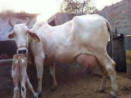 Haryanvi Breed Cow: गाय की टाॅप नस्ल जो देती है 15 लीटर दूध, गुणवत्ता जान रह जाएंगे हैरान