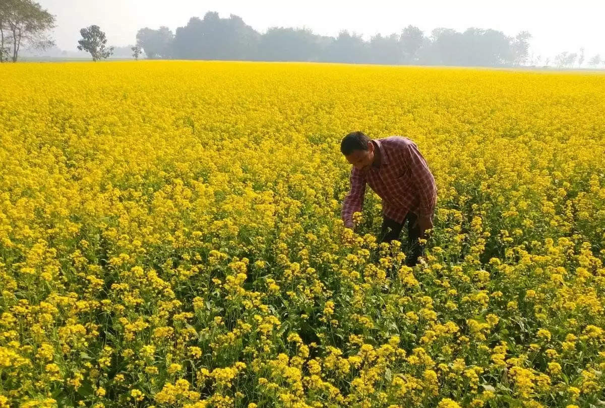 Farming: सरसों की फसल में चंपा कीट का प्रकोप होने पर किसानों को इस दवा का करना चाहिए छिड़काव