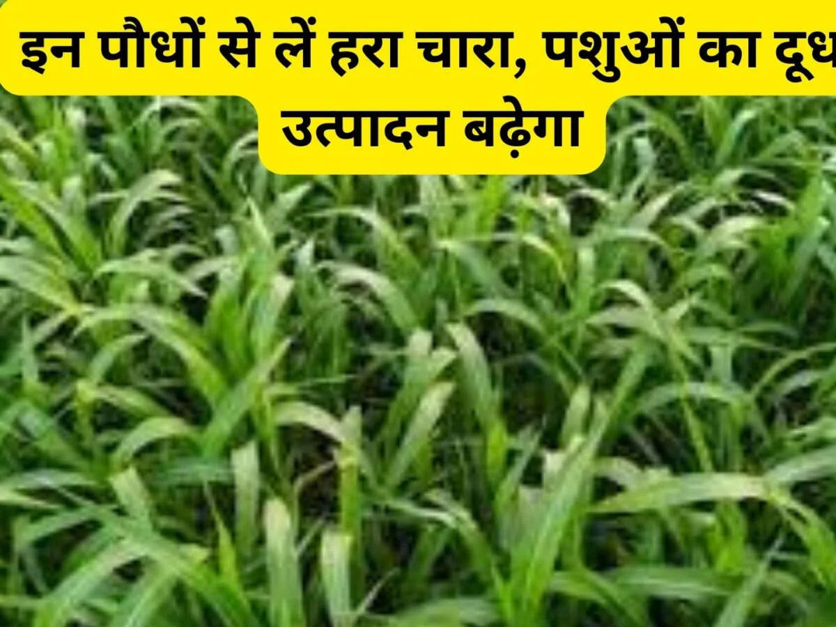 Green Fodder Farming:  इन पौधों से लें हरा चारा, पशुओं का दूध उत्पादन बढ़ेगा