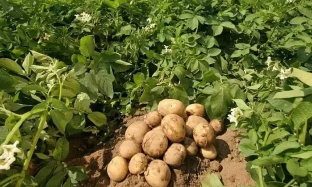 Potato Disease: आलू की खेती को पूरी तरह से खत्म कर सकते हैं ये रोग, जानें पहचान और बचाव तरीका
