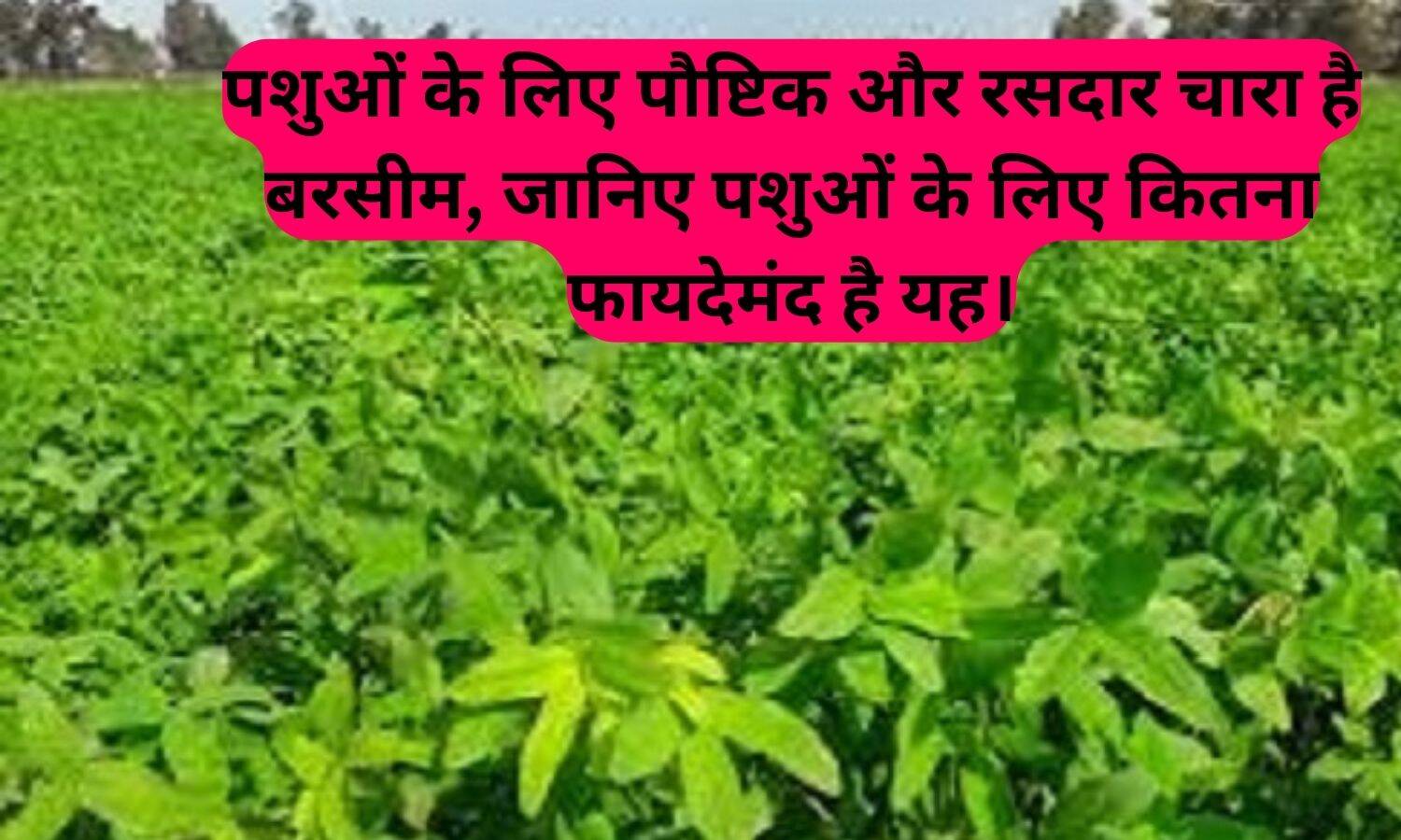 Berseem farming: पशुओं के लिए पौष्टिक और रसदार चारा है बरसीम, जानिए पशुओं के लिए कितना फायदेमंद है यह।