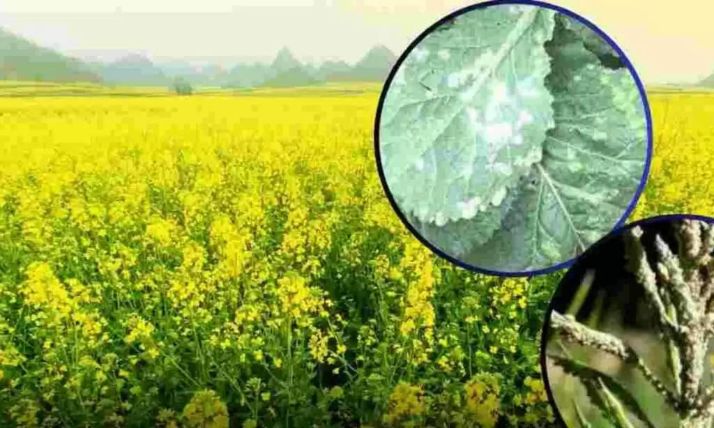 White Rust Mustard: सरसों में सफ़ेद रतुआ रोग बना किसानों का सिरदर्द, जानें रोकथाम के उपाय