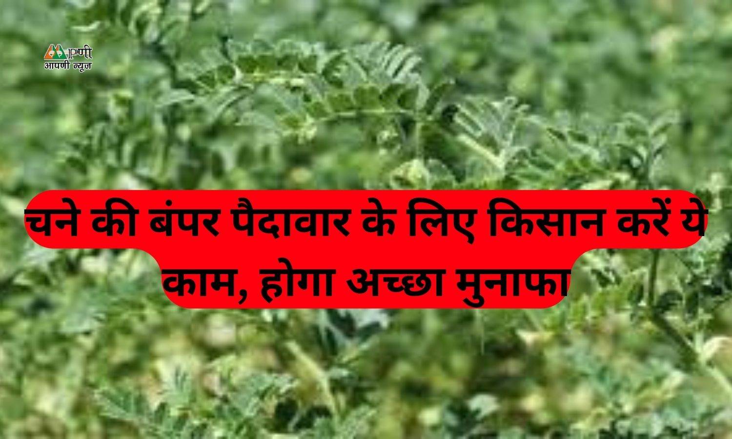 Gram Farming: चने की बंपर पैदावार के लिए किसान करें ये काम, होगा अच्छा मुनाफा