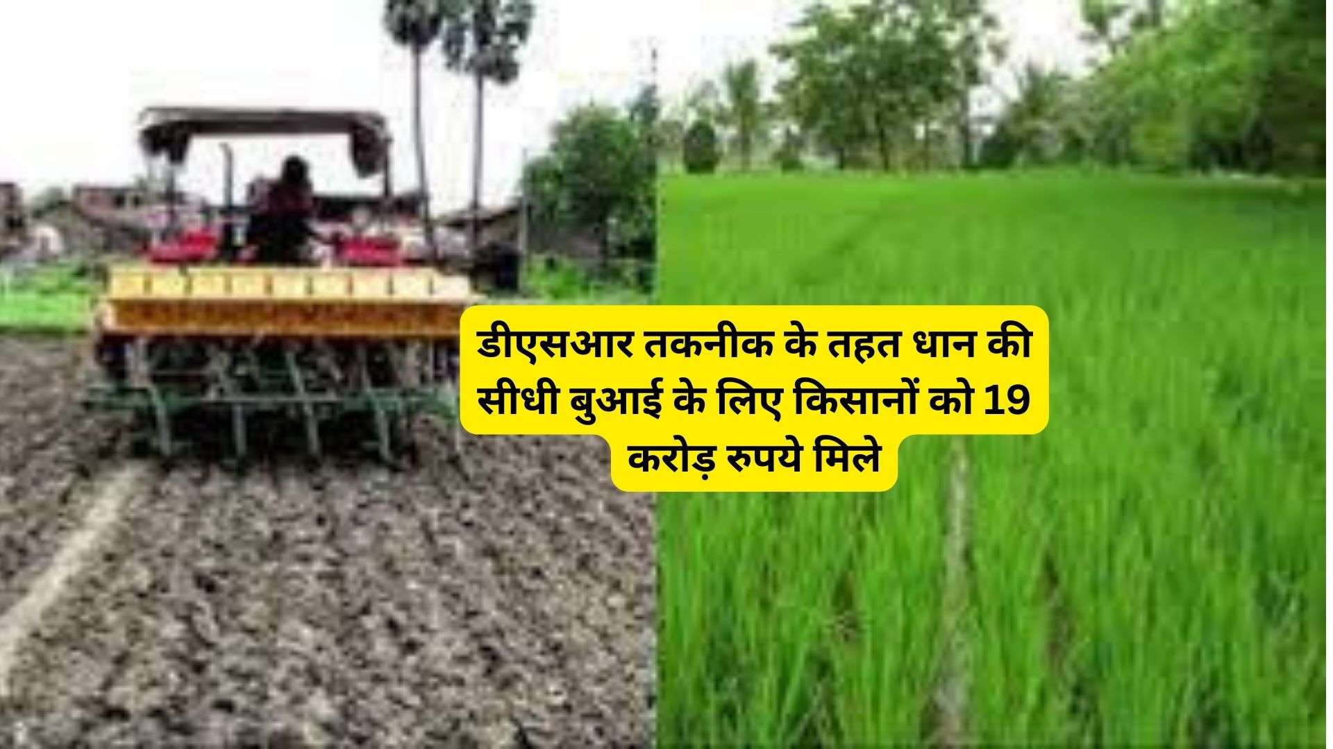 Direct sowing of paddy:  डीएसआर तकनीक के तहत धान की सीधी बुआई के लिए किसानों को 19 करोड़ रुपये मिले