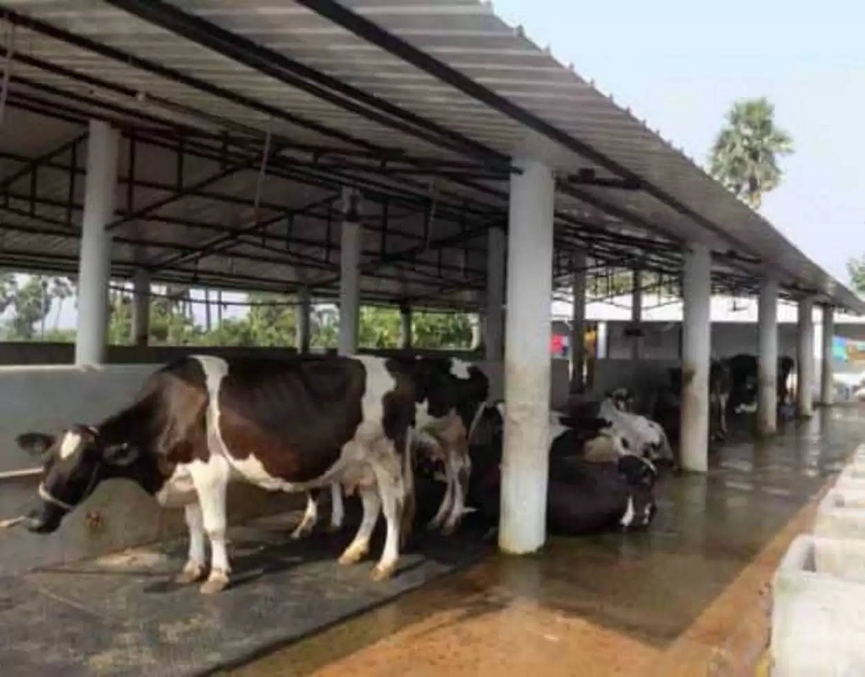 Farming: पशु शेड निर्माण और गाय पालन के लिए सरकार 90 फीसदी तक अनुदान देगी