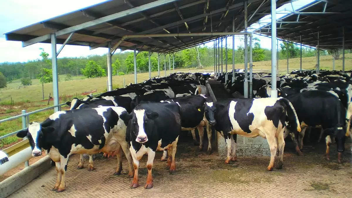 Dairy Farm Loan: डेयरी पशु खरीदने के लिए किसानों को बिना गारंटी मिलेगा 7 लाख रुपये तक का लोन, जानें आवेदन प्रक्रिया