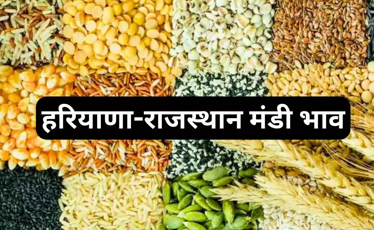 Mandi Bhav 5 December 2023: गेहूं, सरसों, नरमा, ग्वार व धान सहित अन्य फसलों के ताजा भाव देखें
