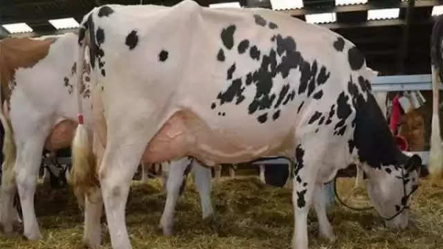 Animal Husbandry: अगर आप सर्दी के मौसम में गाय-भैंसों का दूध उत्पादन बढ़ाना चाहते हैं तो उन्हें खिलाएं ये आहार