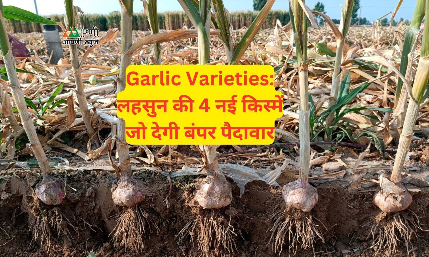 Garlic Varieties: लहसुन की 4 नई किस्में जो देगी बंपर पैदावार