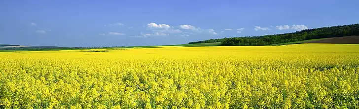 Mustard field: दिसंबर महीने में किसान सरसों के खेत में करें ये काम, होगा बड़ा फायदा