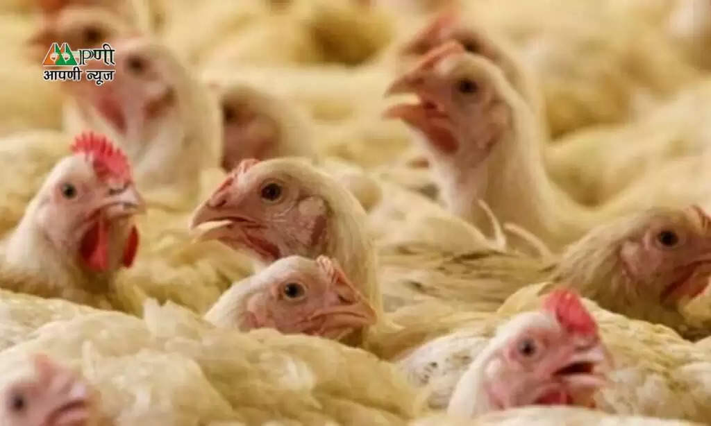 Poultry Farm Loan: मुर्गी पालन के लिए सरकार दे रही 25 लाख रुपये, जल्द करें आवेदन