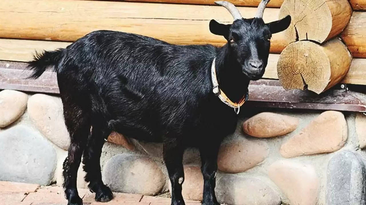 Goat Farming: लाखों की कमाई करनी है तो बकरी की इन 5 नस्लों को पालें