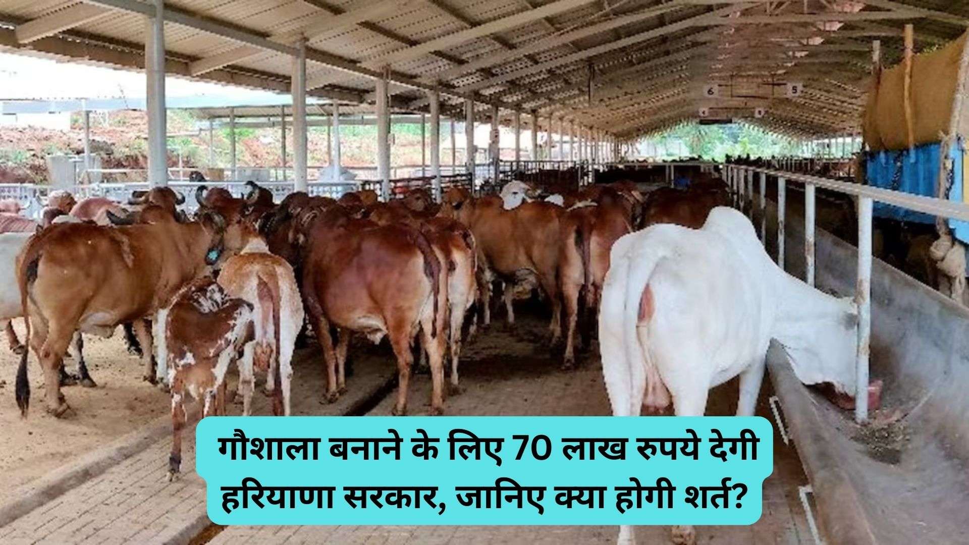 Animal Husbandry Scheme: गौशाला बनाने के लिए 70 लाख रुपये देगी हरियाणा सरकार, जानिए क्या होगी शर्त?