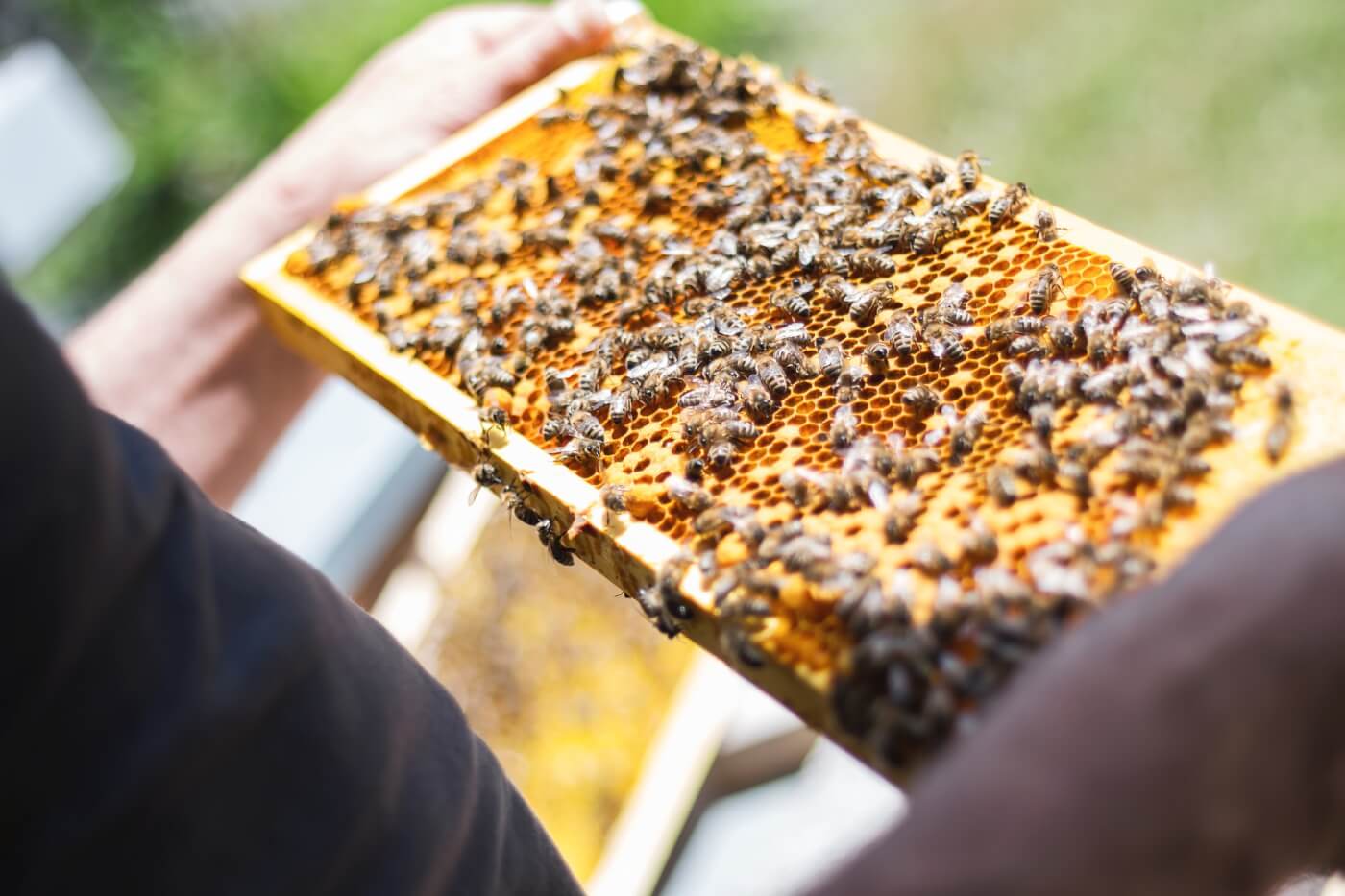 Beekeeping: अच्छी कमाई के लिए करें मधुमक्खी पालन, सरकार दे रही है 90% की बंपर सब्सिडी