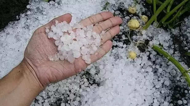 Haryana Weather Update: हरियाणा के इन जिलों में बारिश और ओलावृष्टि ने किया किसानों का नाश, फसल की चौपट