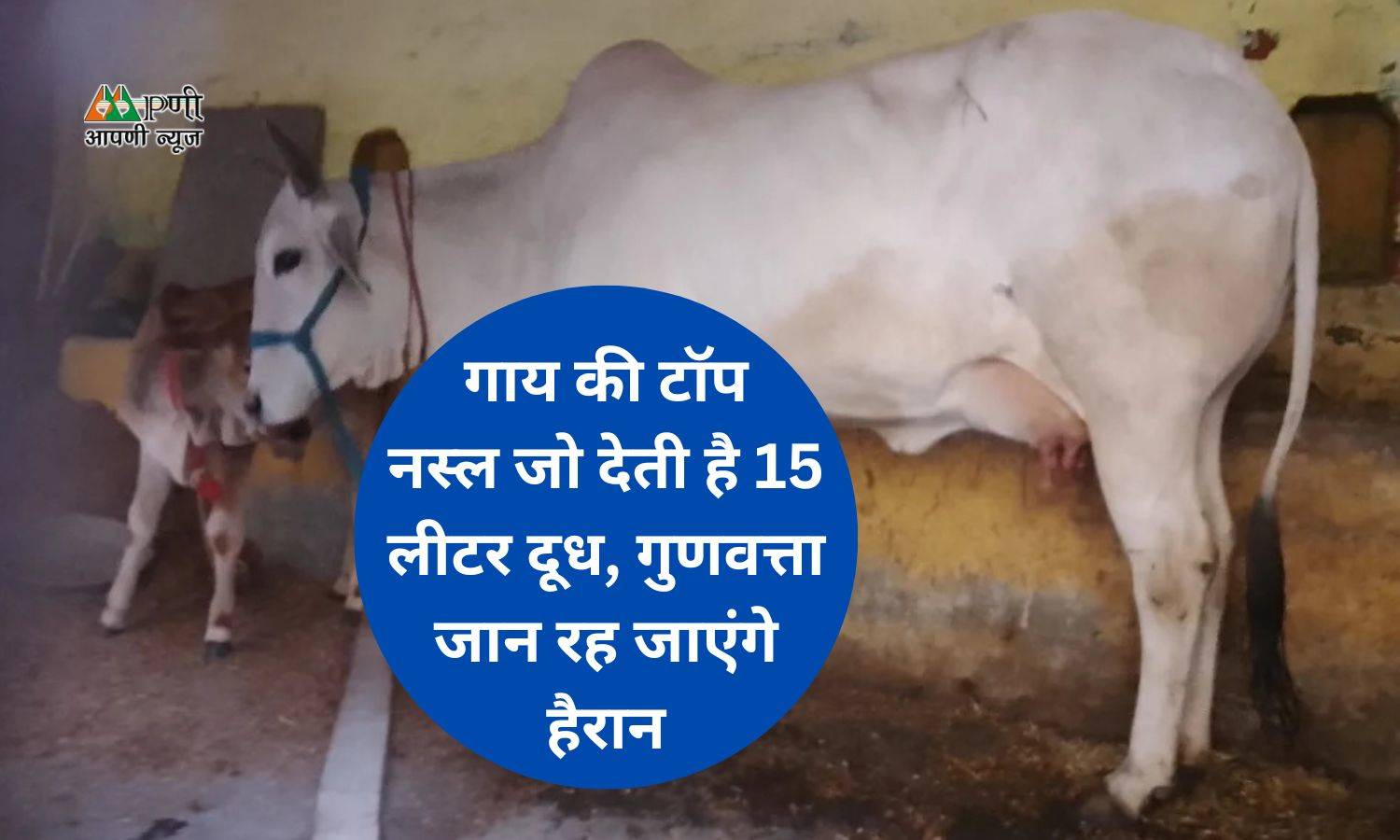 Haryanvi Breed Cow: गाय की टाॅप नस्ल जो देती है 15 लीटर दूध, गुणवत्ता जान रह जाएंगे हैरान