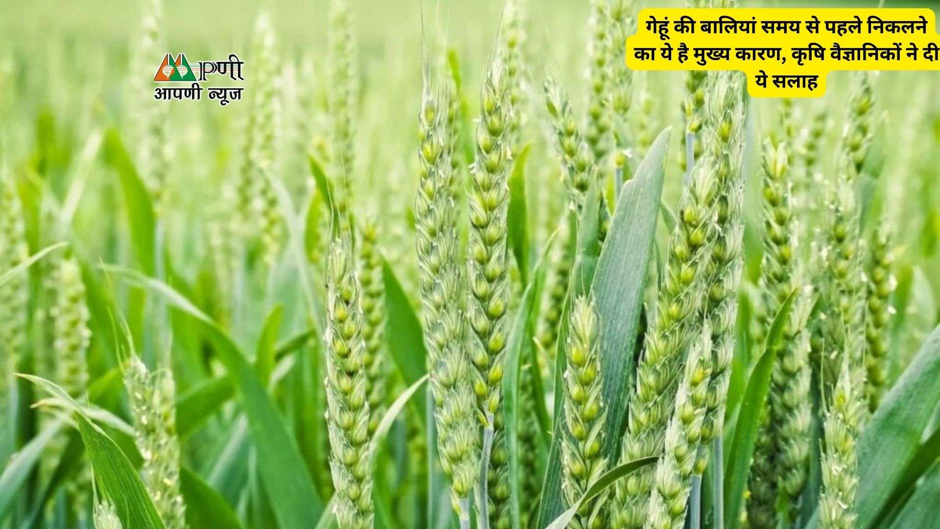 Wheat Cultivation: गेहूं की बालियां समय से पहले निकलने का ये है मुख्य कारण, कृषि वैज्ञानिकों ने दी ये सलाह