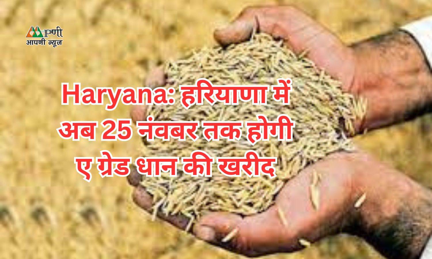 Haryana: फतेहाबाद में अब 25 नंवबर तक होगी ए ग्रेड धान की खरीद