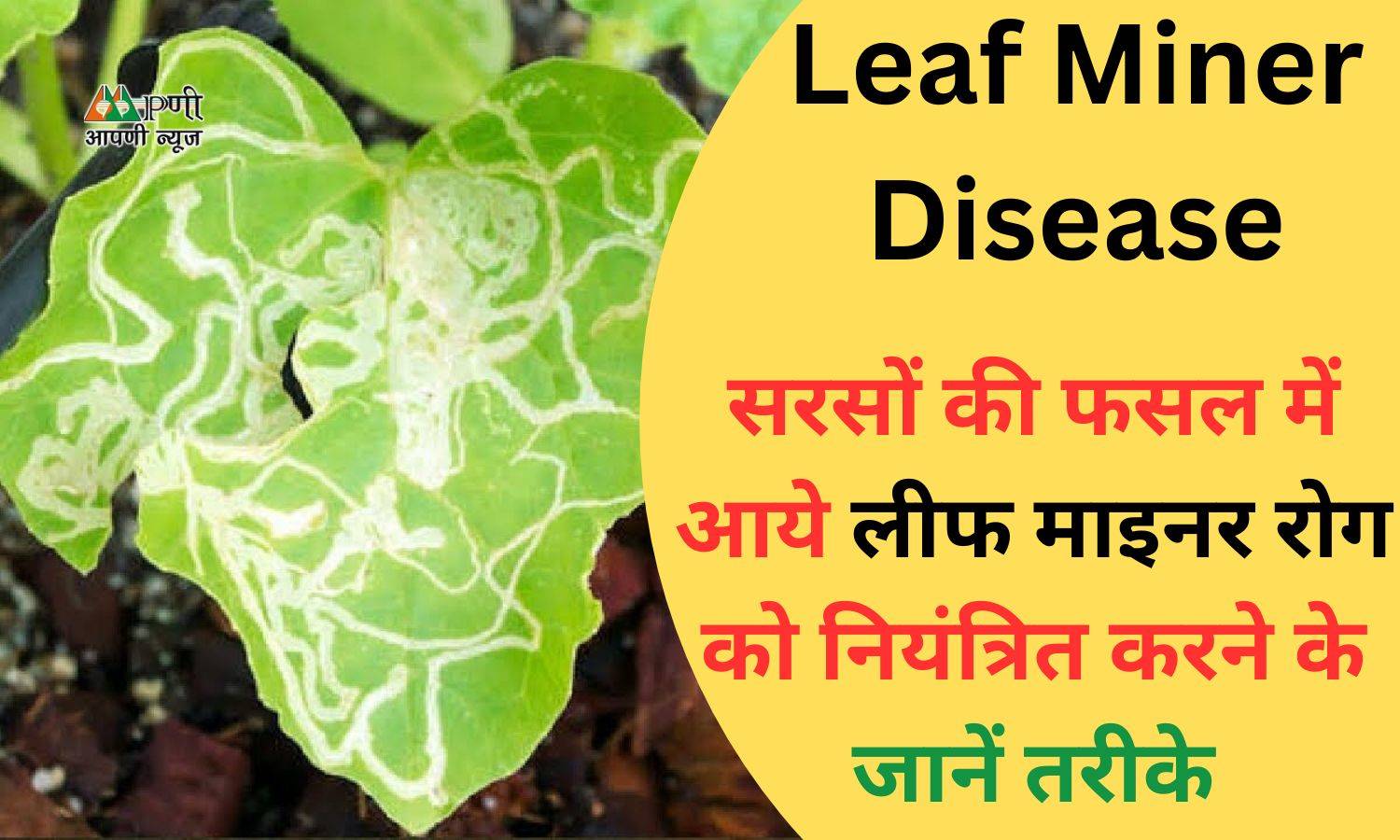 Leaf Miner Disease: सरसों की फसल में आये लीफ माइनर रोग को नियंत्रित करने के जानें तरीके