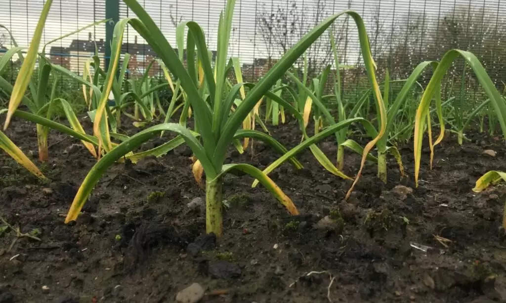 Reasons for yellowness garlic: लहसुन में पीलापन ओर पौधे के पत्ते ऊपर से सूखने का मुख्य कारण है ये, जानें रोकथाम उपाय