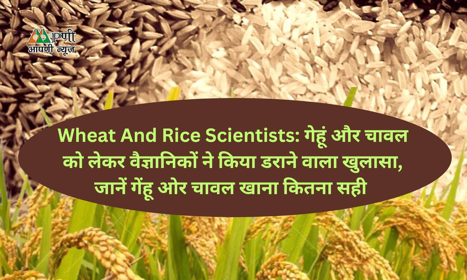 Wheat And Rice Scientists: गेहूं और चावल को लेकर वैज्ञानिकों ने किया डराने वाला खुलासा, जानें गेंहू ओर चावल खाना कितना सही