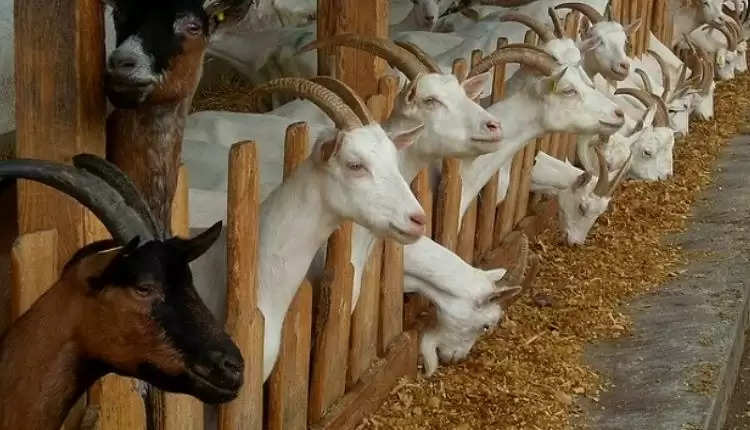 Goat Farming: बकरी की यह खास नस्ल तीन तरीकों से कमाती है लाखों, जानिए एक्सपर्ट्स ने क्या कहा?