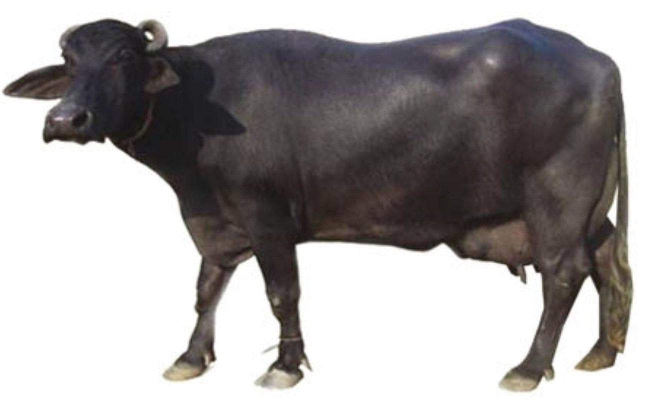 Dharwadi Buffalo: मोटे मुनाफे के लिए जानें भैंस की ऐसी नस्ल जो देती है 1500 लीटर दूध