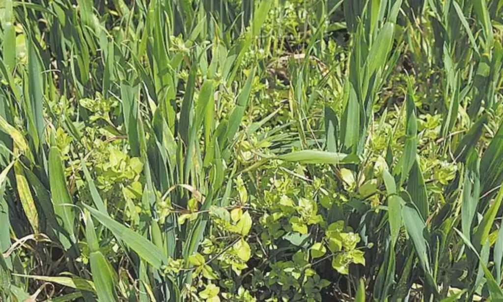 wheat plant burning problem: खरपतवार नाशक दवाइयां के प्रयोग से दबे हुए गेहूं को निकालने का तरीका, देखे इस खास रिपोर्ट मे