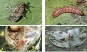 Pink Bollworm Weat Attack: कपास के बाद अब गेहूं की फसल को लपेटा, गुलाबी सुंडी ने बर्बाद की 30 फीसदी फसल