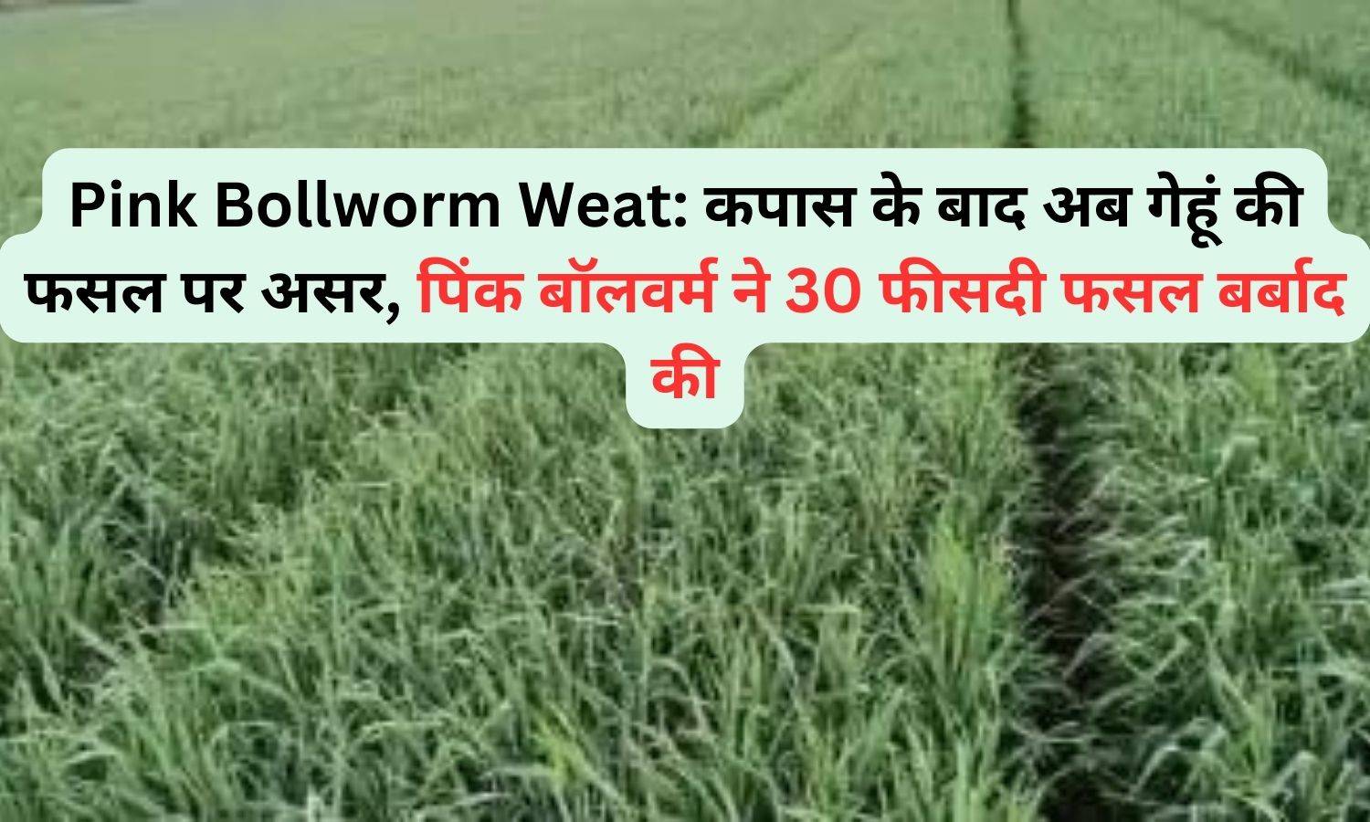 Pink Bollworm Weat: कपास के बाद अब गेहूं की फसल पर असर, पिंक बॉलवर्म ने 30 फीसदी फसल बर्बाद की