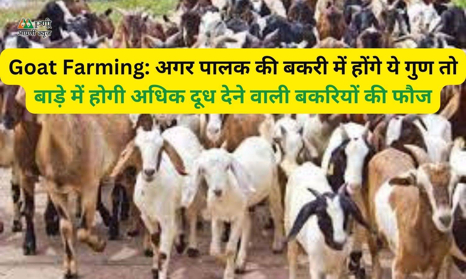 Goat Farming: अगर पालक की बकरी में होंगे ये गुण तो बाड़े में होगी अधिक दूध देने वाली बकरियों की फौज