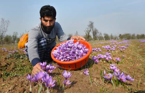 Saffron Cultivation: कम जमीन वाले किसान खेत में लगाएं ये पौधा, होगी बंपर पैदावार और मोटी कमाई!