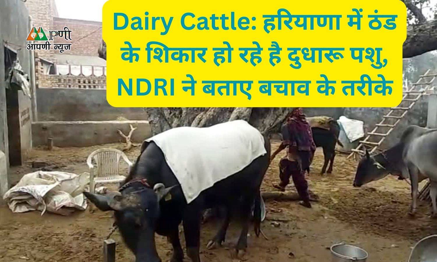 Dairy Cattle: हरियाणा में ठंड के शिकार हो रहे है दुधारू पशु, NDRI ने बताए बचाव के तरीके