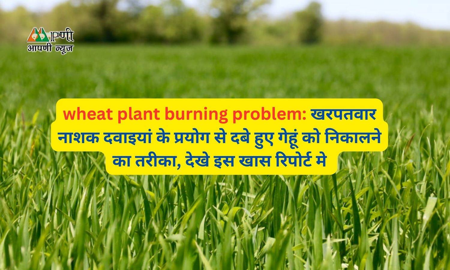 wheat plant burning problem: खरपतवार नाशक दवाइयां के प्रयोग से दबे हुए गेहूं को निकालने का तरीका, देखे इस खास रिपोर्ट मे