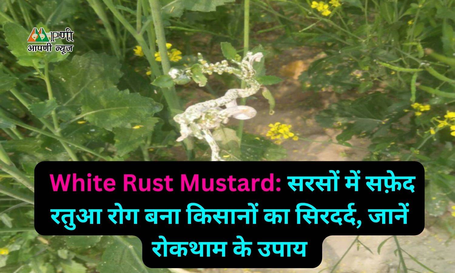 White Rust Mustard: सरसों में सफ़ेद रतुआ रोग बना किसानों का सिरदर्द, जानें रोकथाम के उपाय