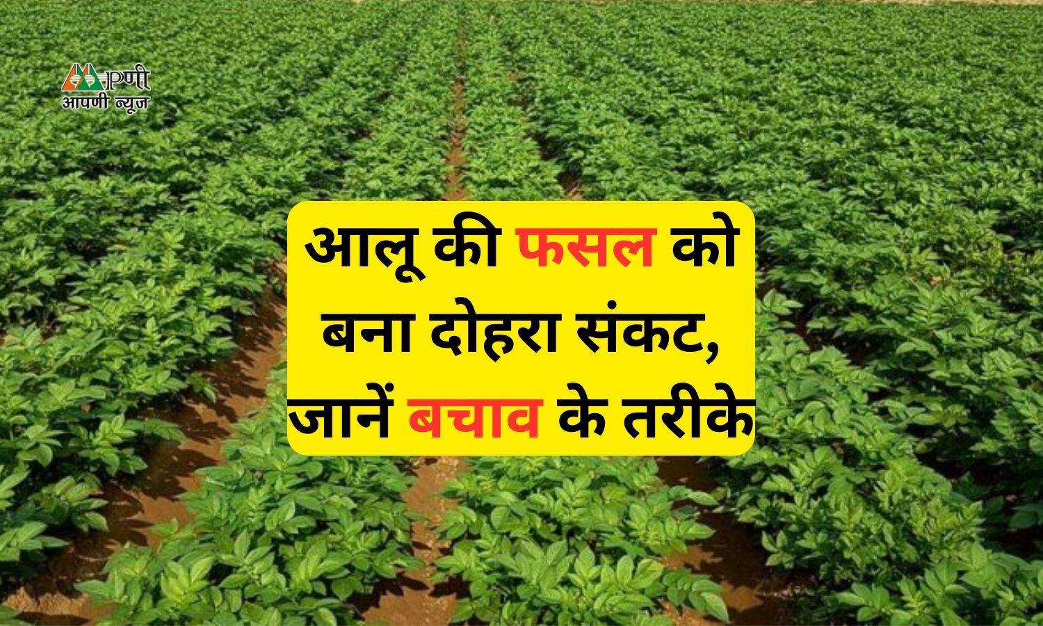 Farming of potato: आलू की फसल को बना दोहरा संकट, जानें बचाव के तरीके