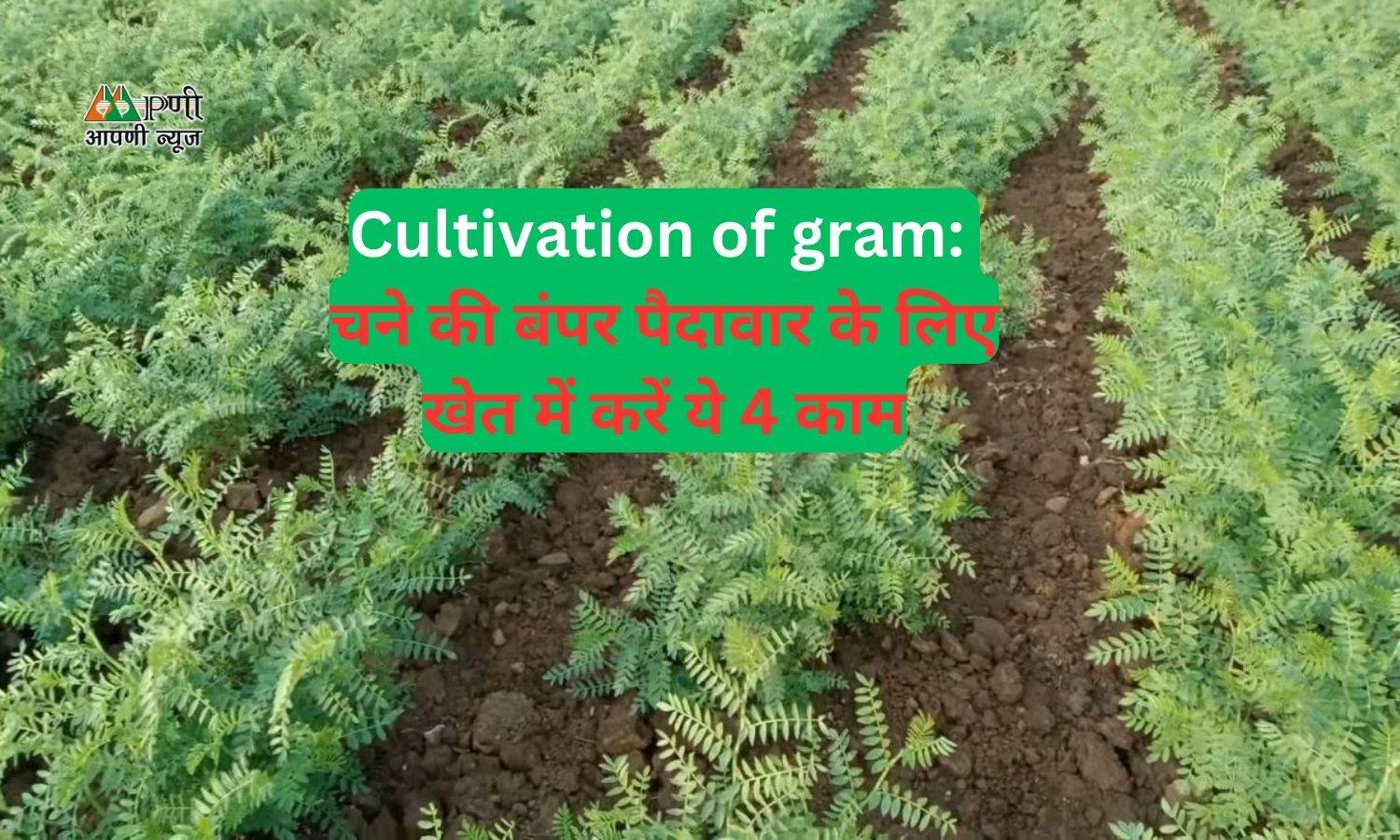 Cultivation of gram: चने की बंपर पैदावार के लिए खेत में करें ये 4 काम