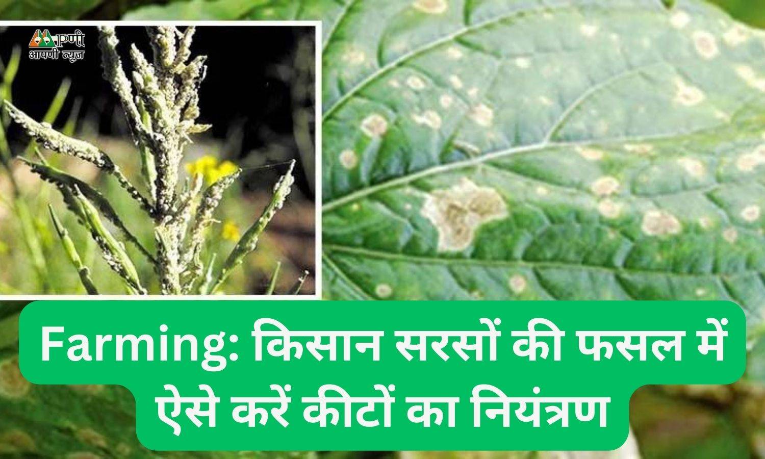 Farming: किसान सरसों की फसल में ऐसे करें कीटों का नियंत्रण