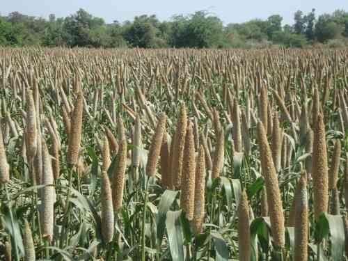 Millet Cultivation: बाजरा किसानों के हुए वारे-न्यारे, भाव पहुंचा ₹2600 गेहूं के रेट बराबर
