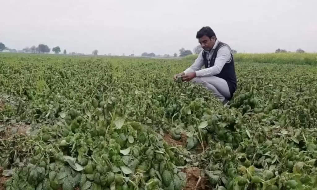 Sirsa Farmer News: पैंतालीसा क्षेत्र के किसानों का उठा दर्द,  कहा नहीं मिल रहा फसलों का उचित रेट