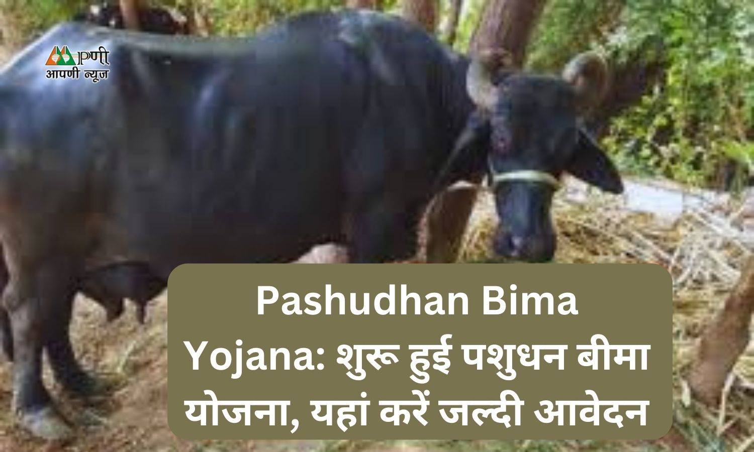 Pashudhan Bima Yojana: शुरू हुई पशुधन बीमा योजना, यहां करें जल्दी आवेदन