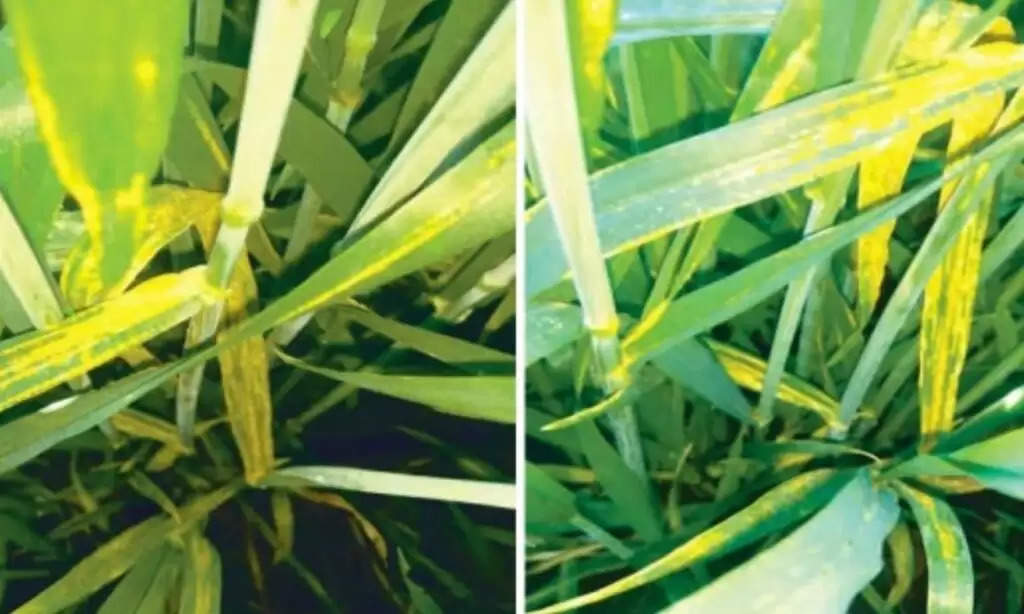 Wheat Leaf Spoilage: गेहूं की पत्तियां पर धब्बे ओर सुख जाना, जानें मुख्य कारण और उपाय