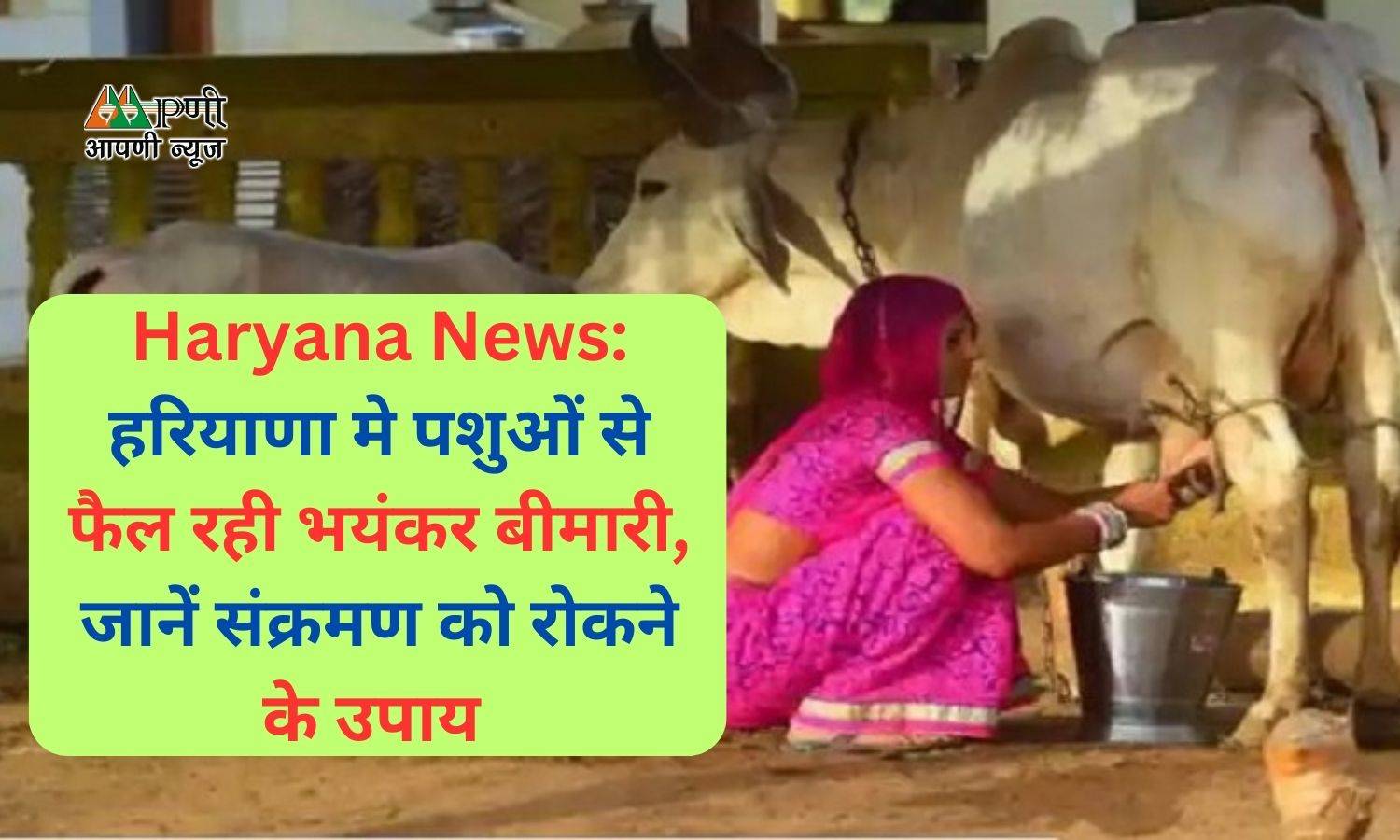 Haryana News: हरियाणा मे पशुओं से फैल रही भयंकर बीमारी, जानें संक्रमण को रोकने के उपाय