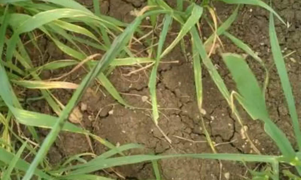 Fertilizer on second water in wheat: गेहूं की  दूसरी सिंचाई के समय डालें ये दमदार खाद, पीलापन होगा जड़ से खत्म